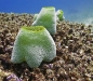 Sea Squirt (Didemnum molle)