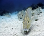 Silver Sweetlips [sub-adult] (Diagramma pictum)