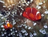 Spinecheek Anemonefish (Premnas biaculeatus)