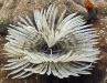 Tubeworm (Sabellastarte indica)