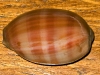 purple_mouthed_cowrie_cypraea_-carneola_img_2661.jpg