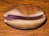 purple_mouthed_cowrie_cypraea_-carneola_img_2664.jpg