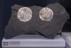 rom_crystals_img_2366