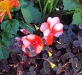 A Floral Collage      