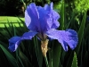 Blue Iris      