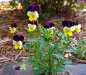 Pansies                