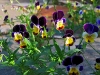 More Pansies    