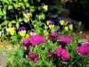 Pansies and some purple flowers     