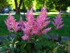 Pink fluffy flowers           