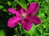 Clematis    