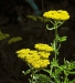 Some kind of yellow flowers                   
