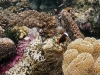 Tomato Anemonefish [female] - Amphiprion frenatus