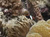 Tomato Anemonefish [female] - Amphiprion frenatus