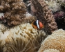 Tomato Anemonefish [female] - Amphiprion frenatus