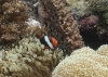 Tomato Anemonefish [female] - Amphiprion frenatus