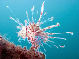 A glowing lionfish