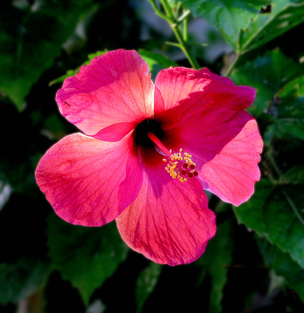 The real hibiscus