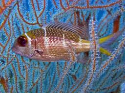 Humpnose Bigeye Bream