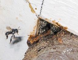 The bee that allows the kundu to be tuned