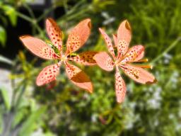 Lilies in my garden