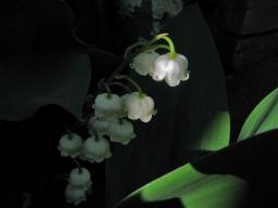 Lily of the Valley