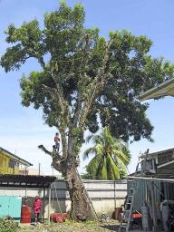 A venerable mango tree