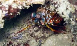 Mantis Shrimp