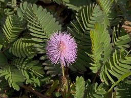 Mimosa before tickling