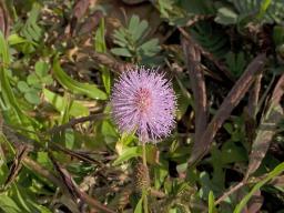 Mimosa after tickling