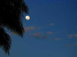 The moon, clouds, and coconut fronds