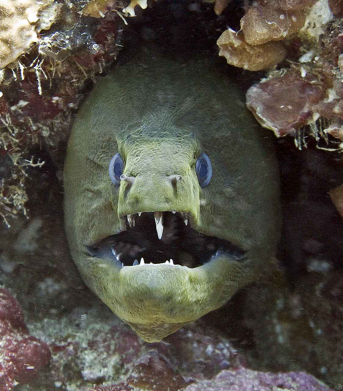 moray_eel_img_2426.jpg