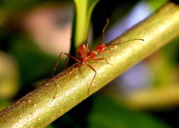 The dreaded muli ant