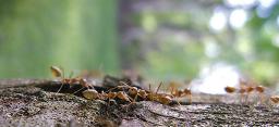 Muli Ants in Love