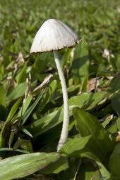 Tiny mushroom