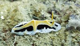 Nudibranch