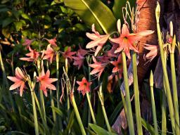 Fervently orange lilies