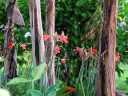 Orange Lillies Among the Banana Trees