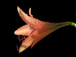 The Orange Lily that Ate Cleveland