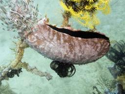 Penguin Wing Oyster with encrusting sponge