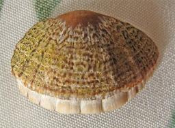 Parrotfish beak