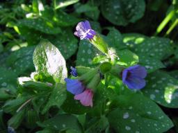 Pulmonaria