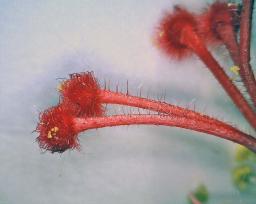 The pistil of a red hibiscus