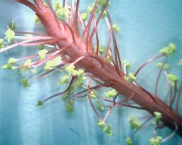 The stamens of the red hibiscus