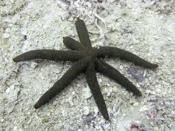 A seven legged starfish