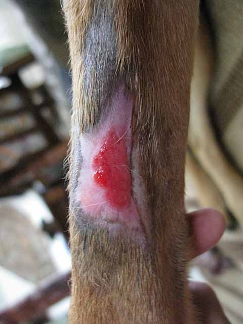 Sheba's injury after about two months Sheba's injury after about two months