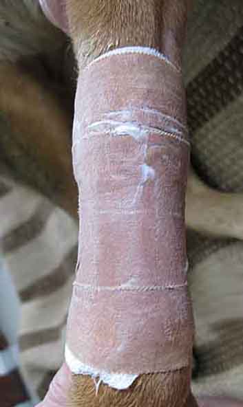 Sheba's bandage Sheba's bandage