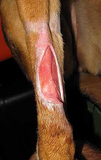 The injury after two weeks of bandaging The injury after two weeks of bandaging
