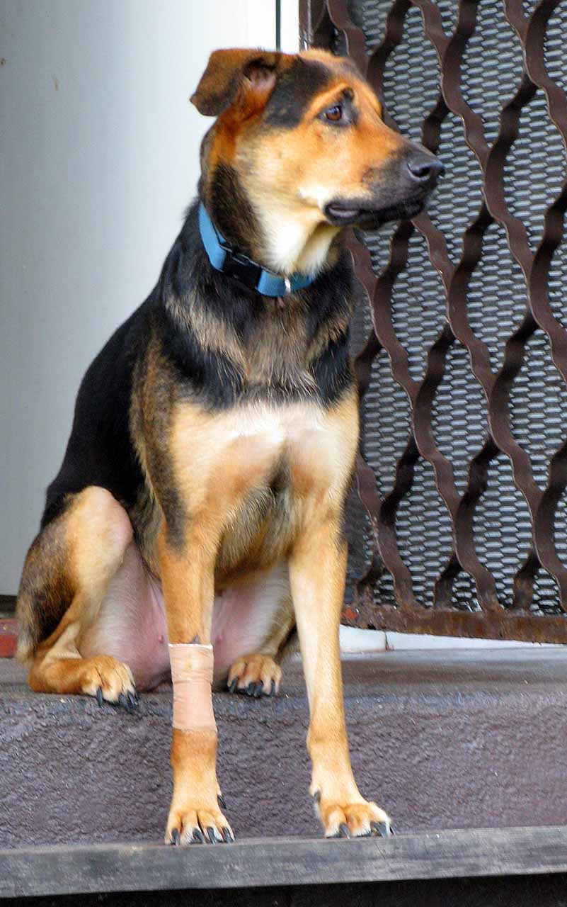 Sheba with her bandaged leg Sheba with her bandaged leg