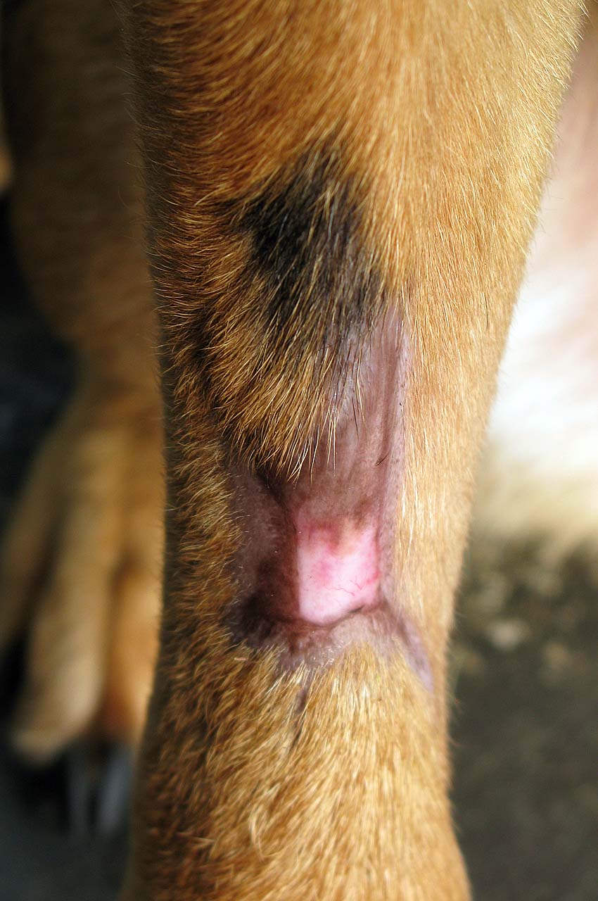 Thin new skin covers the remainig area of injury Thin new skin covers the remainig area of injury