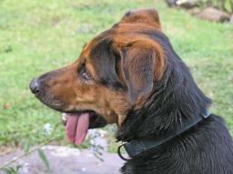 My dog Sheeba